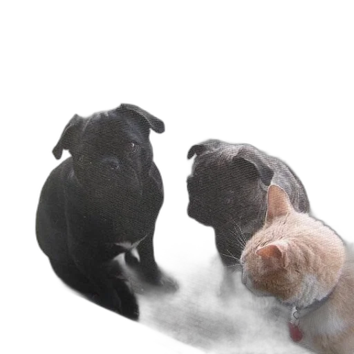 animal, photorealistic, 3d render, fog transparent PNG cut-out