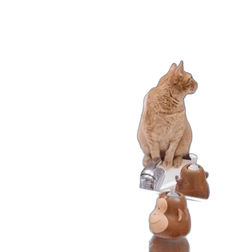 bottle, furniture, animal, staff transparent PNG cut-out