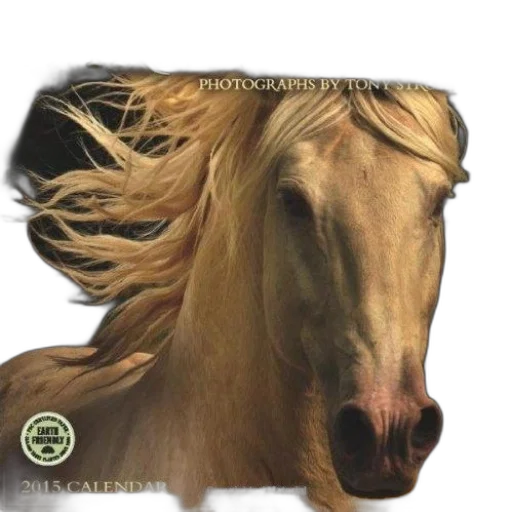 hair, animal, creature, mask transparent PNG cut-out