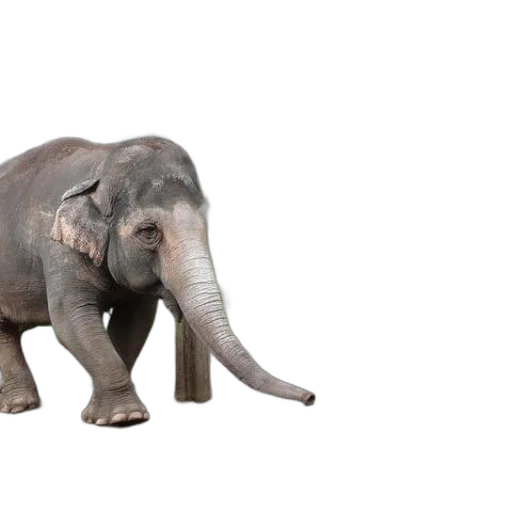 animal, creature, weapon, staff transparent PNG cut-out