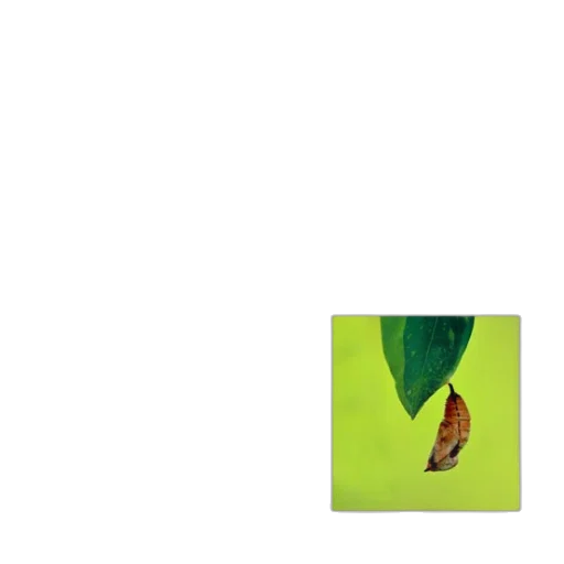 shoes, tree, flower, animal transparent PNG cut-out