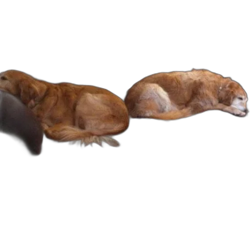 animal, creature, shoes, food transparent PNG cut-out