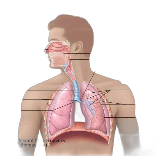 mask, illustration, human, respiratory transparent PNG cut-out