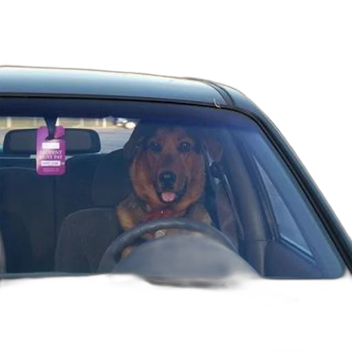 car, animal, dog, sits transparent PNG cut-out