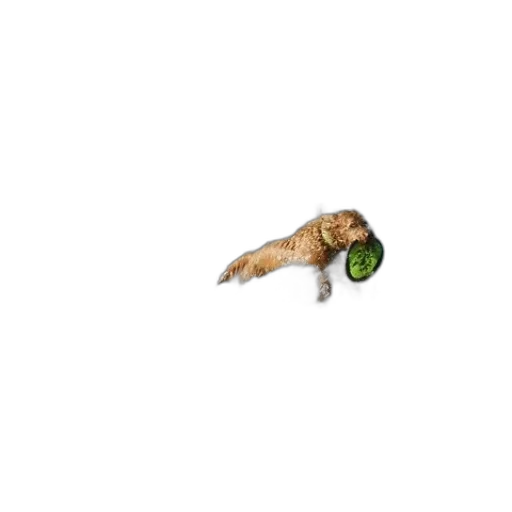 food, animal, creature, hair transparent PNG cut-out
