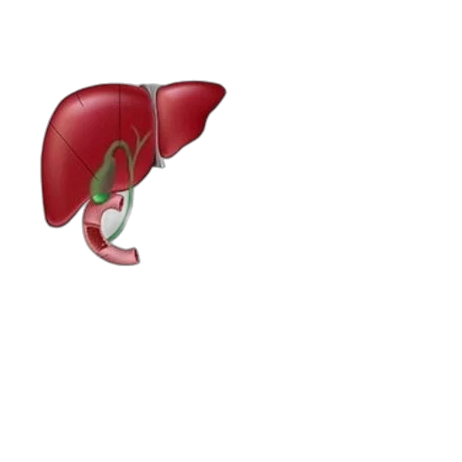 shoes, food, illustration, cholecystectomy transparent PNG cut-out