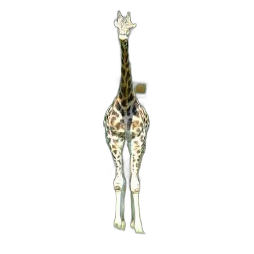 animal, staff, creature, weapon transparent PNG cut-out