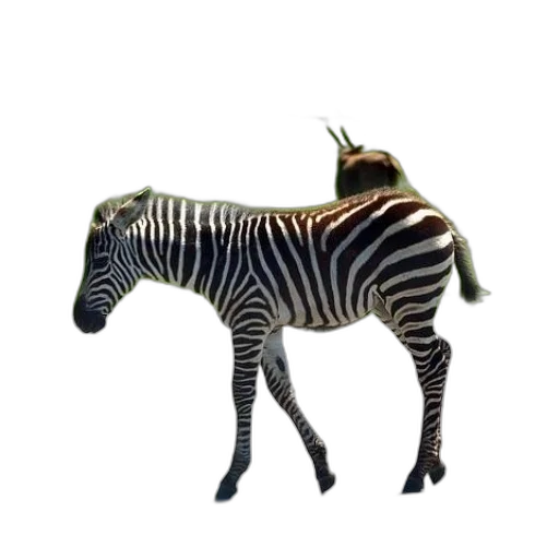 animal, creature, staff, dragon transparent PNG cut-out