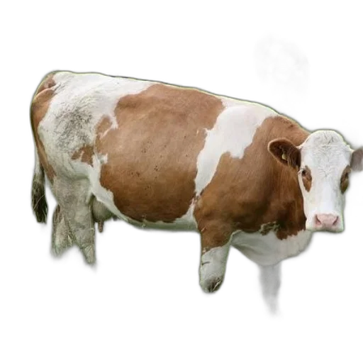 animal, creature, face, food transparent PNG cut-out