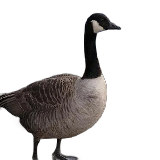 animal, creature, jacket, hat transparent PNG cut-out