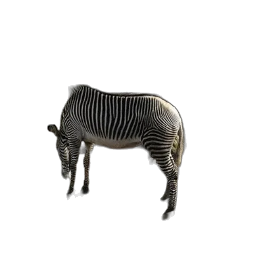 animal, creature, furniture, hair transparent PNG cut-out