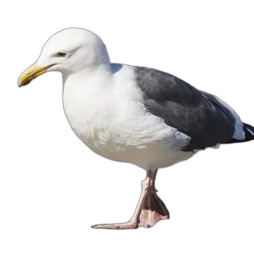 animal, creature, food, hat transparent PNG cut-out