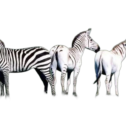 animal, jewelry, creature, furniture transparent PNG cut-out