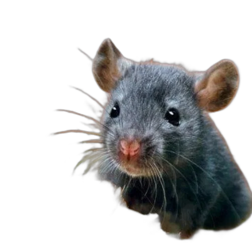 animal, creature, hat, hair transparent PNG cut-out