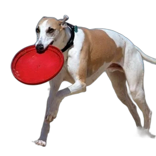 animal, food, creature, staff transparent PNG cut-out
