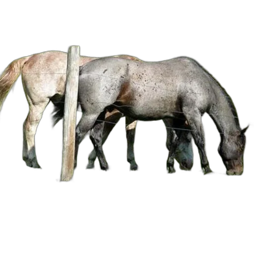 animal, staff, weapon, furniture transparent PNG cut-out