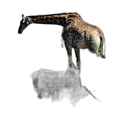 animal, creature, hair, dragon transparent PNG cut-out