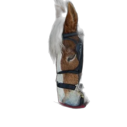 staff, shoes, bottle, animal transparent PNG cut-out