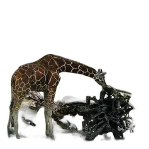 animal, creature, weapon, dragon transparent PNG cut-out
