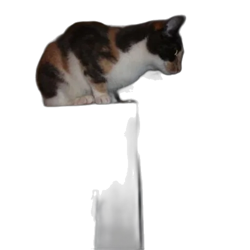 staff, animal, hat, weapon transparent PNG cut-out