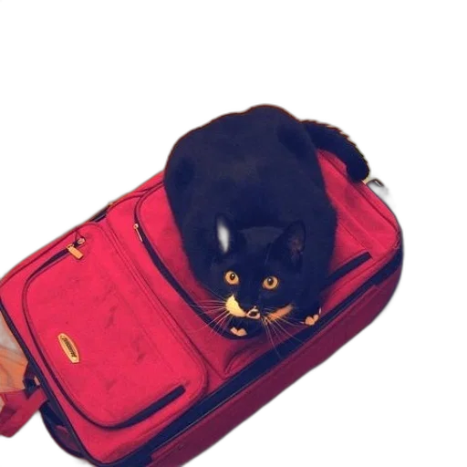 animal, staff, jacket, creature transparent PNG cut-out