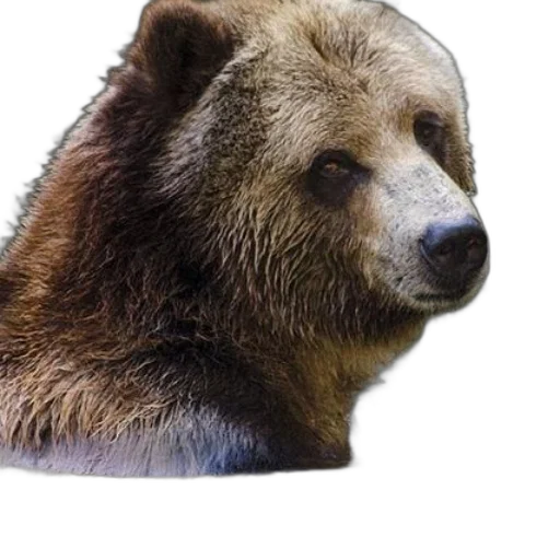 animal, face, creature, mask transparent PNG cut-out