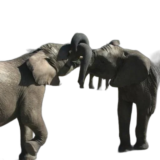 animal, creature, 3d render, concept art transparent PNG cut-out
