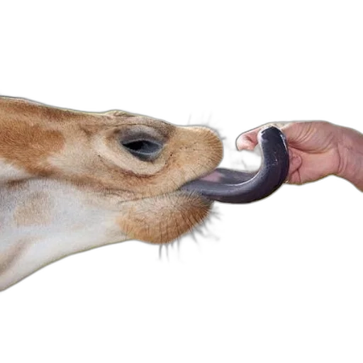 animal, food, mask, creature transparent PNG cut-out