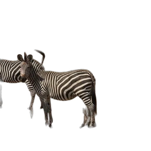 animal, creature, furniture, jewelry transparent PNG cut-out