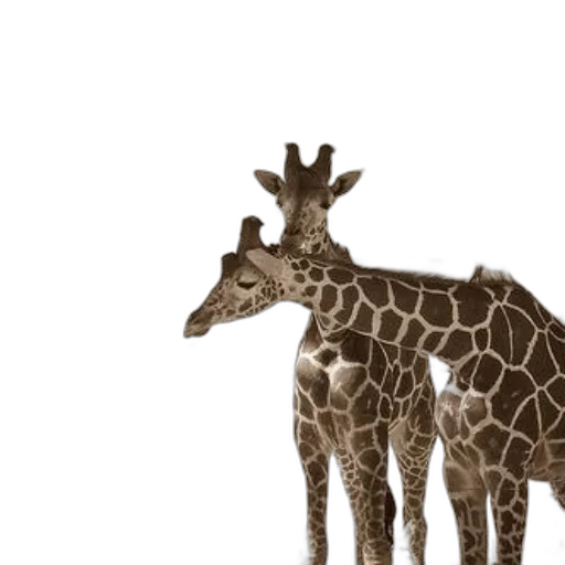 animal, creature, crown, staff transparent PNG cut-out