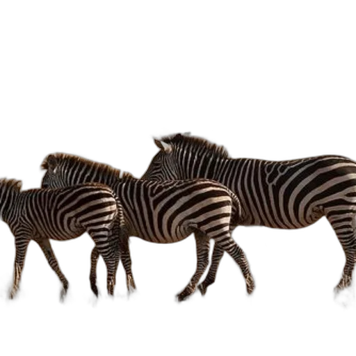 animal, creature, jewelry, furniture transparent PNG cut-out