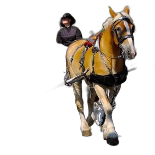 staff, animal, hat, photorealistic transparent PNG cut-out