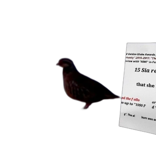 animal, weapon, 3d render, bird transparent PNG cut-out
