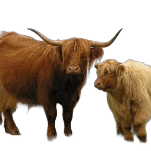 animal, photorealistic, two, long-haired transparent PNG cut-out
