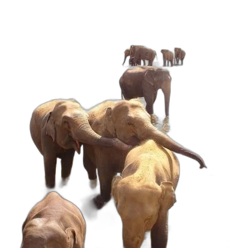 animal, staff, 3d render, concept art transparent PNG cut-out