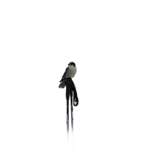 staff, umbrella, animal, sword transparent PNG cut-out
