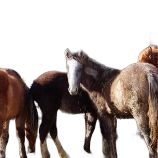 animal, photorealistic, group, horses transparent PNG cut-out