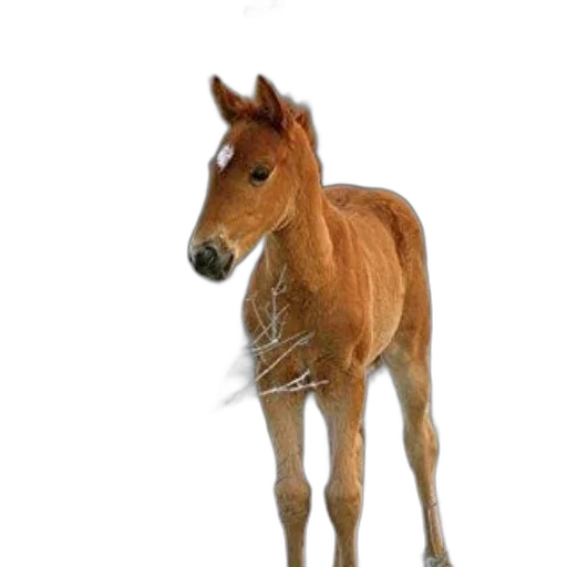 animal, creature, staff, hair transparent PNG cut-out