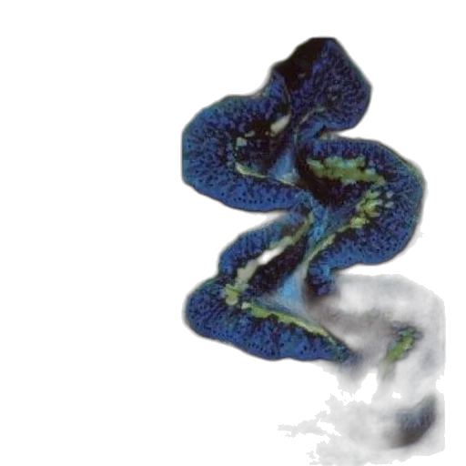 dragon, flower, creature, jewelry transparent PNG cut-out