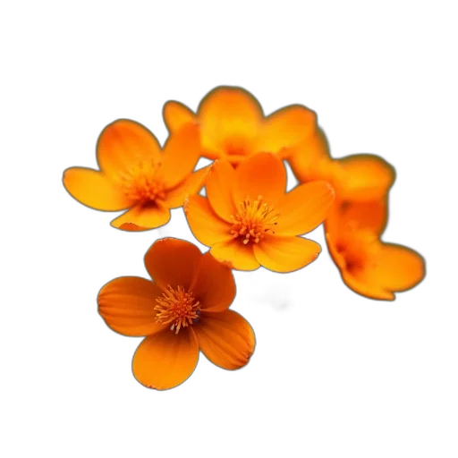 flower, crown, jewelry, food transparent PNG cut-out