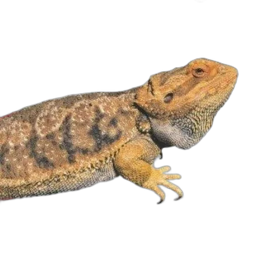 dragon, animal, creature, jewelry transparent PNG cut-out