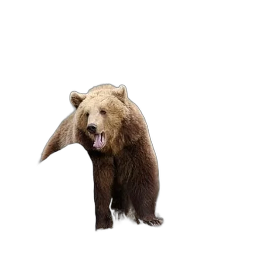 animal, creature, staff, photorealistic transparent PNG cut-out
