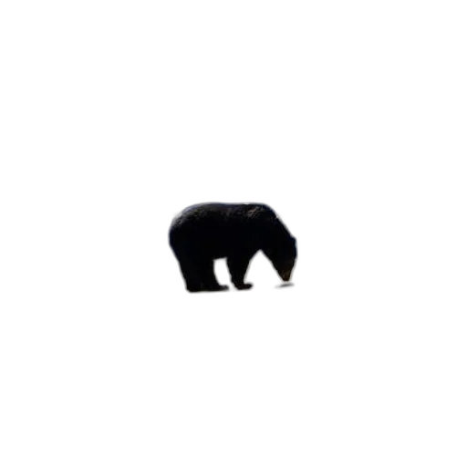 animal, creature, hat, furniture transparent PNG cut-out