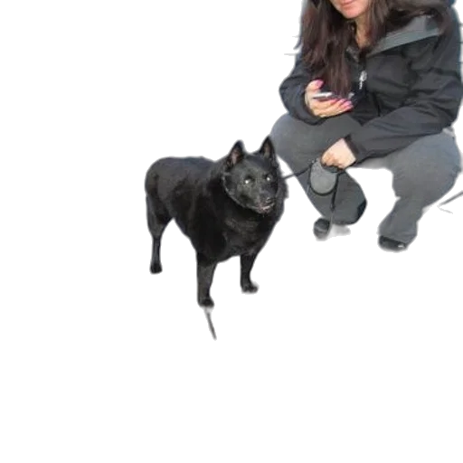 animal, creature, staff, jacket transparent PNG cut-out