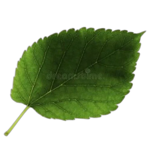 food, tree, staff, jacket transparent PNG cut-out