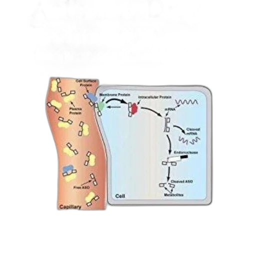 antisense, drug, technology, principles transparent PNG cut-out