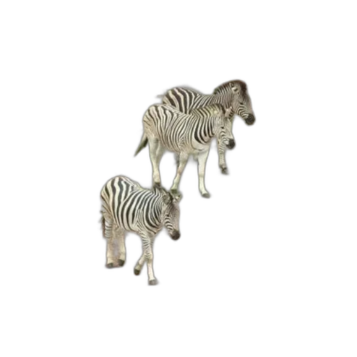 animal, creature, jewelry, furniture transparent PNG cut-out