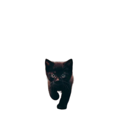 animal, creature, staff, face transparent PNG cut-out