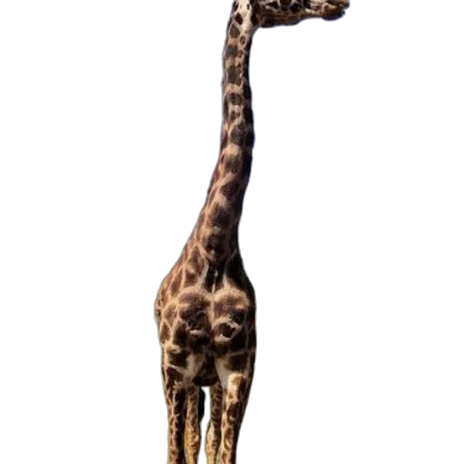 animal, creature, staff, weapon transparent PNG cut-out