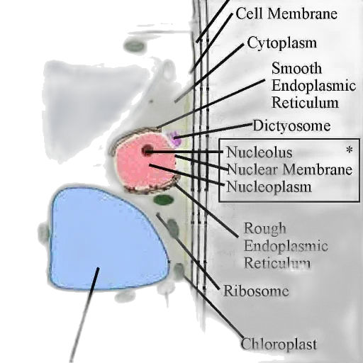 face, umbrella, labeled, diagram transparent PNG cut-out